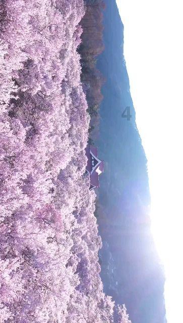 探索用藕做饺子馅,需要先用开水焯吗?,解答你的困惑